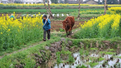 农村啃老现象抬头？更悲哀的是大部分年轻人无老可啃
