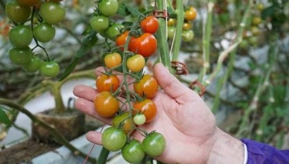 英媒：“皱果”病毒来袭，澳南部番茄种植业遭受严峻威胁