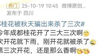 成都桂花又开了？原来是因为……