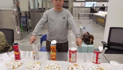 超千枚蛋、案值达700万！深圳破获一起走私濒危鹦鹉蛋大案