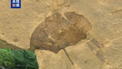距今约2.8亿年！山西阳泉矿区发现远古银杏化石