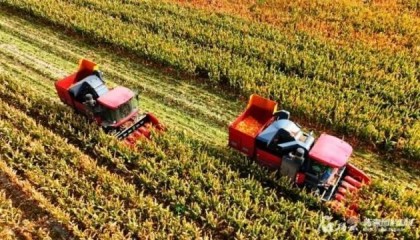 再这样下去，新疆就成“鱼米之乡”了！