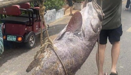 海口渔民捕获160斤巨型“石斑鱼”，多人拖上岸，两名成年人抬着过秤