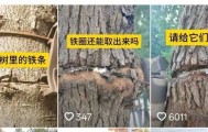金属卡箍嵌进树里，苏州一网民发视频喊话相关部门给树木“松绑” ！当地回应：已全部拆除