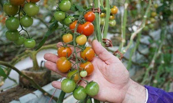 英媒：“皱果”病毒来袭，澳南部番茄种植业遭受严峻威胁