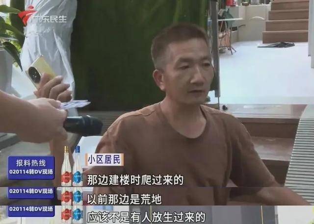 广州一小区2年抓到超60条蛇?业主:家里来过两三条,物业回应