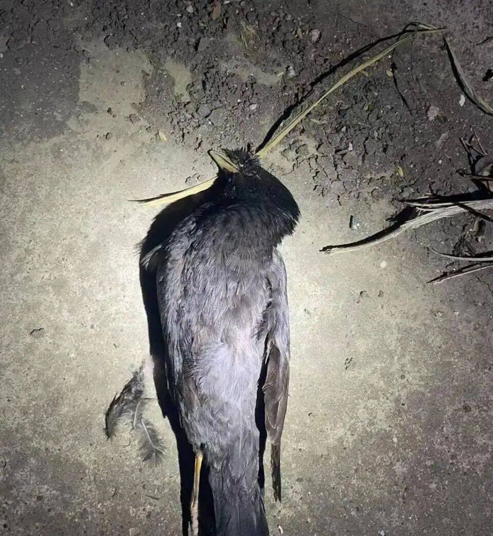 打开冰箱后民警懵了！男子"攒"了44只国家保护动物,供自己食用...